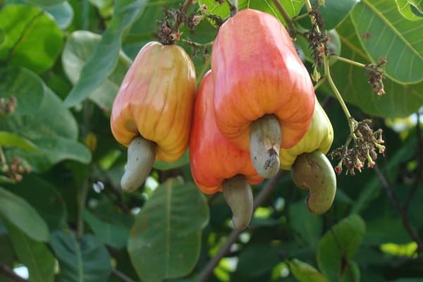 Cashew farmers oppose proposed export ban, seek financial support for processing