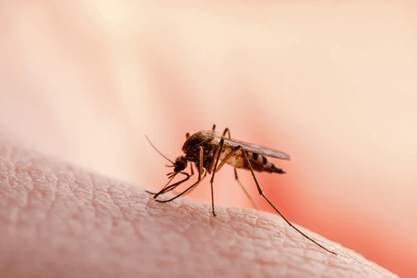 WMD: Experts blame poor environmental management, policy gaps for persistent malaria burden