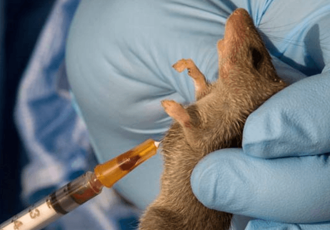 Lassa fever alert