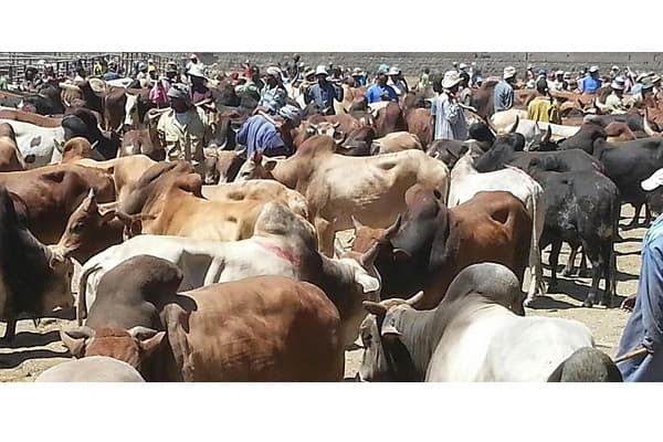AU-IBAR promotes investment initiatives to unlock Nigeria's livestock potential