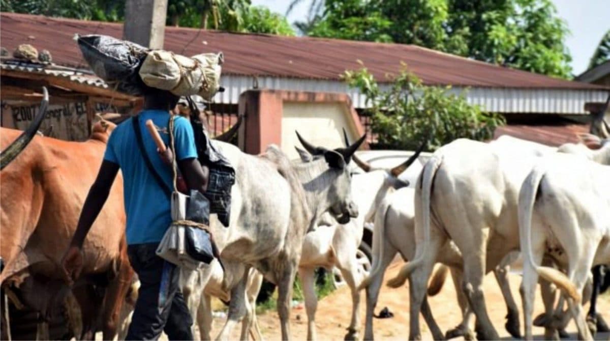 Herdsmen attack farmers in Edo Speaker’s village