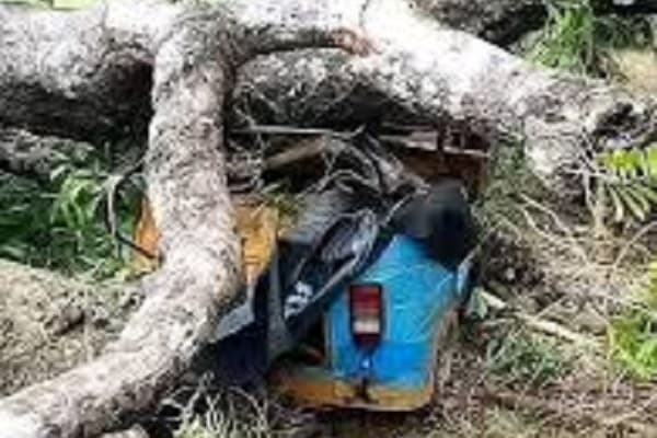 Mango tree kills tricyclist, passenger